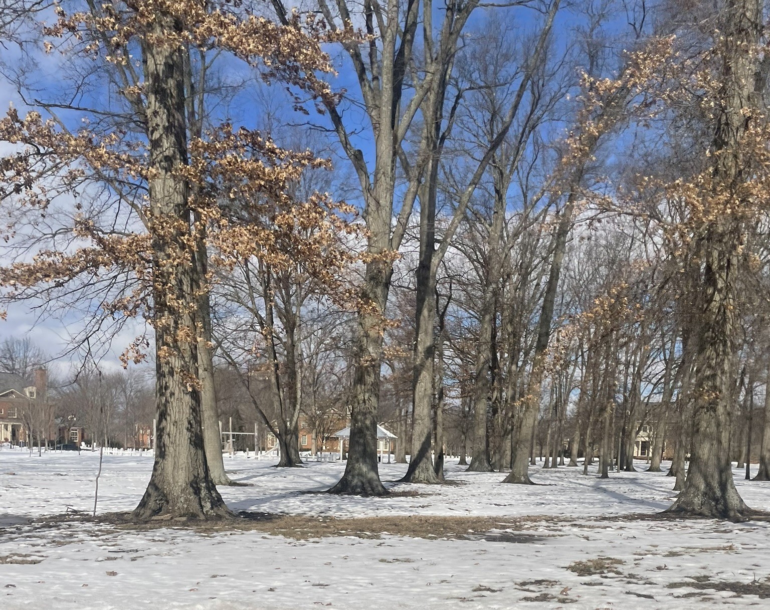 Mature treed parks New Albany Ohio — high pollen corridors
